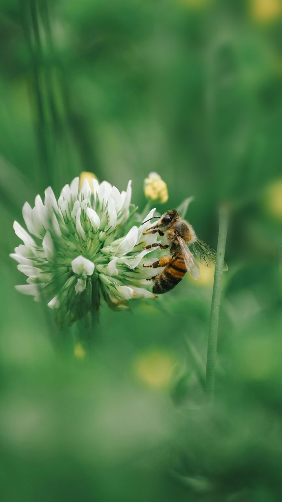 Préservation de la biodiversité